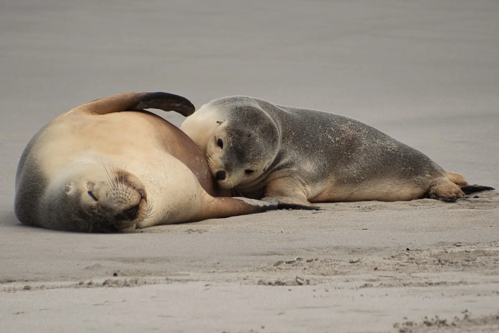 mother and baby seal on a beach