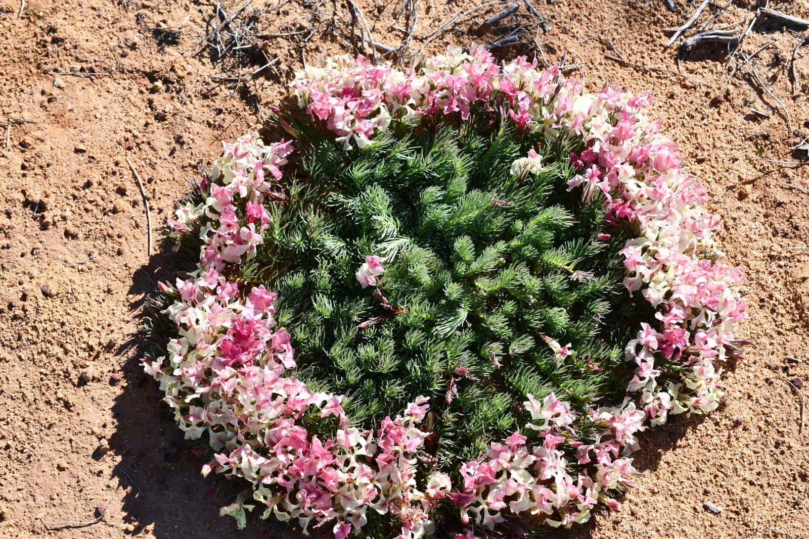 a wildflower in the shape of a wreath with pink and white flowers in a circle