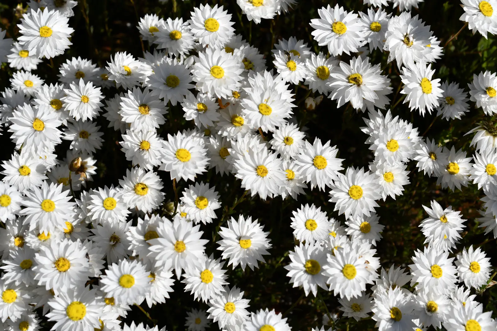 lots of white everlasting daisy flowers
