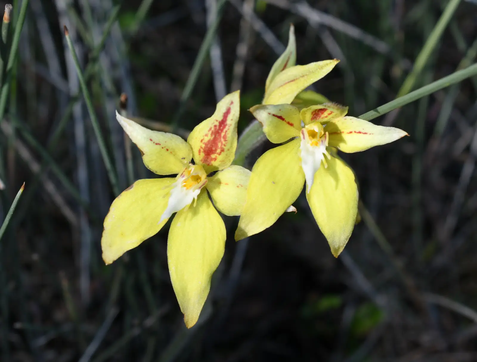 yellow cowslip orchids