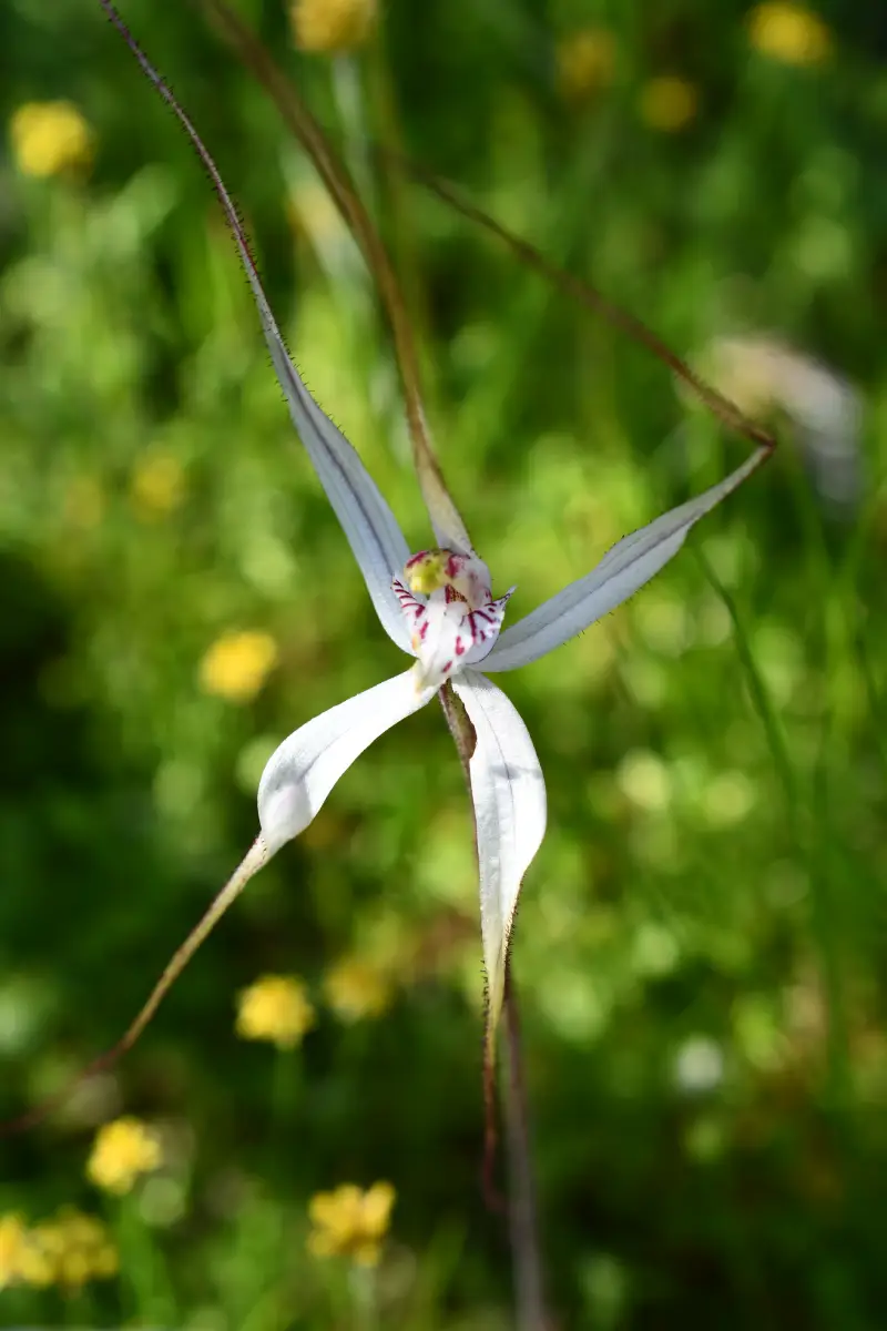 a spider orchid