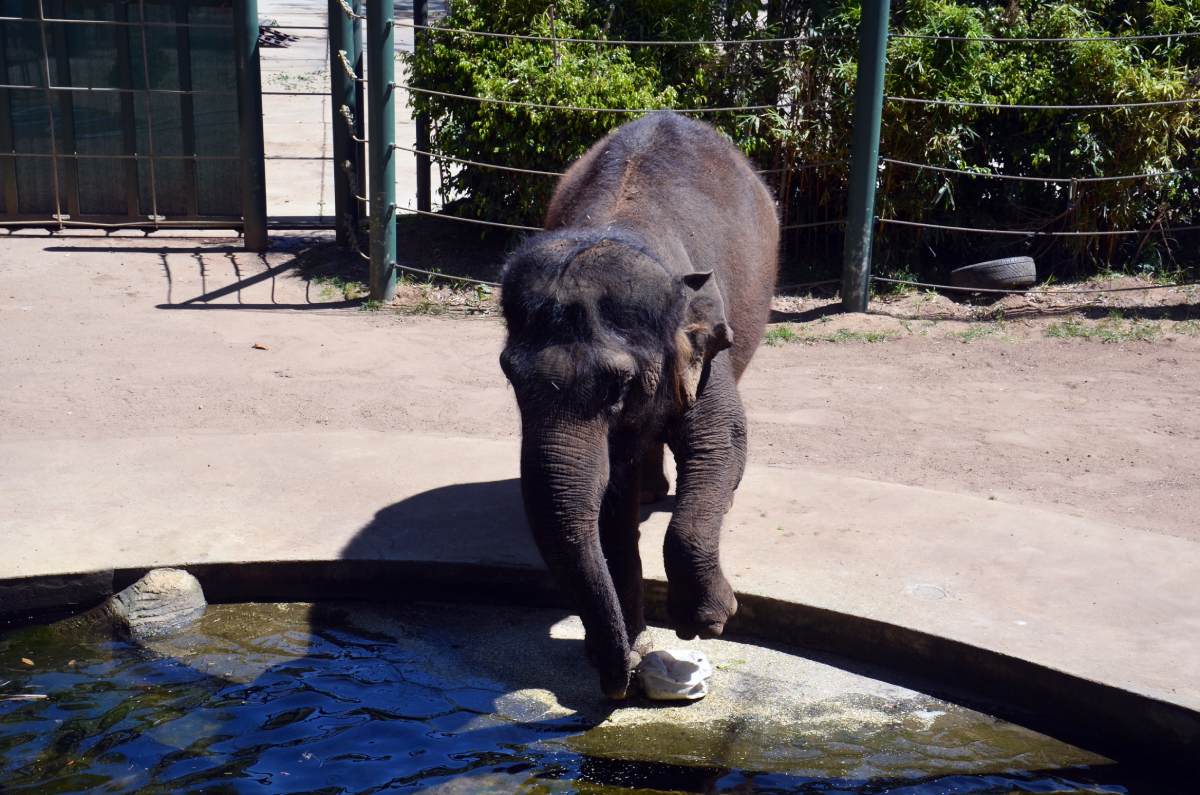 The Ultimate Perth Zoo Review