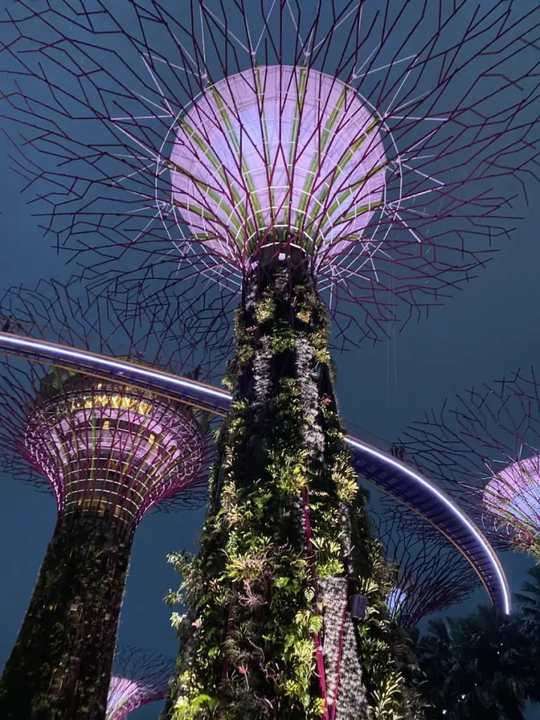 A stunning night view of the Supertree Grove at Gardens by the Bay in Singapore, illuminated with vibrant purple and pink lights during the Garden Rhapsody light show. The towering artificial trees, covered in lush greenery, stretch into the dark sky, with the OCBC Skyway curving between them, glowing with soft ambient lighting.